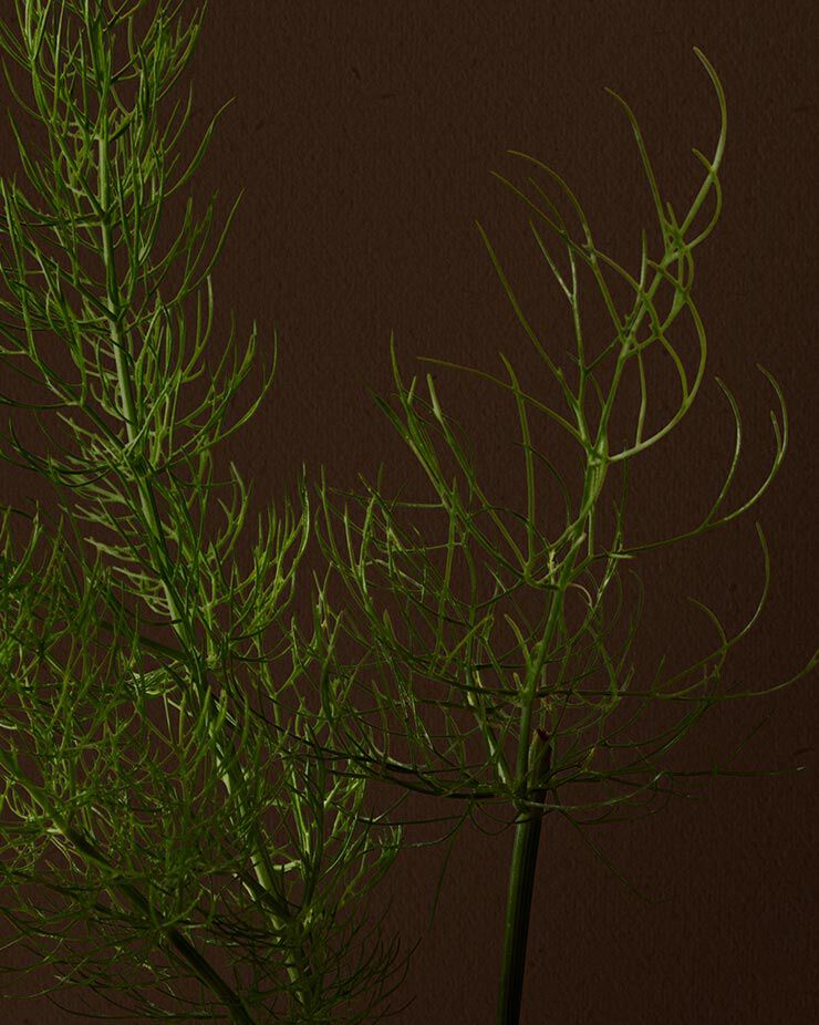Fennel
