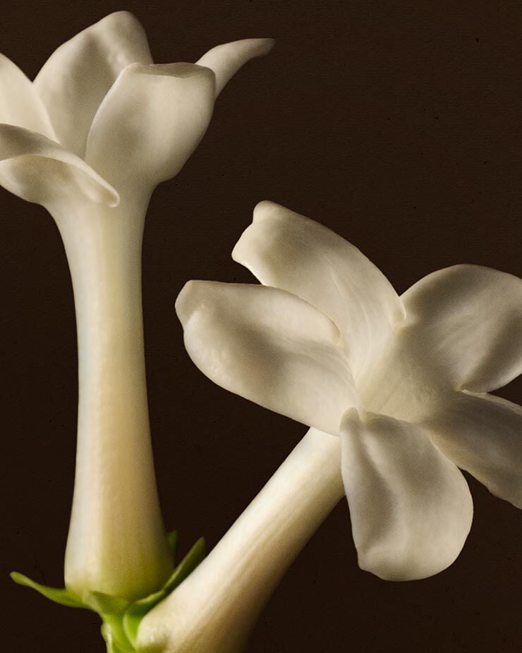 Jasmine
