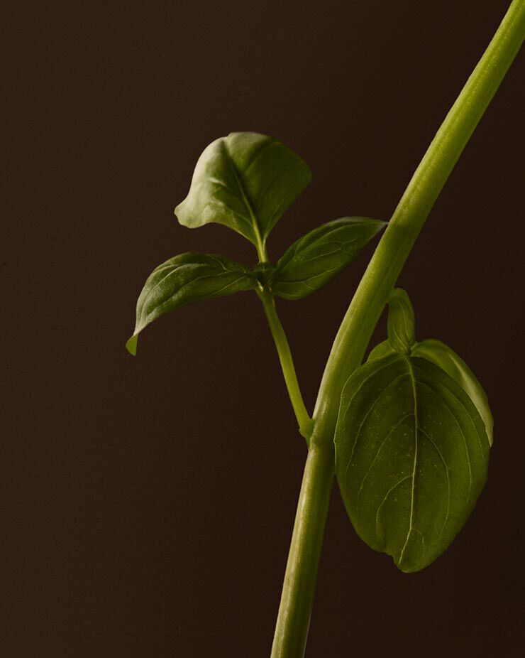 Basil