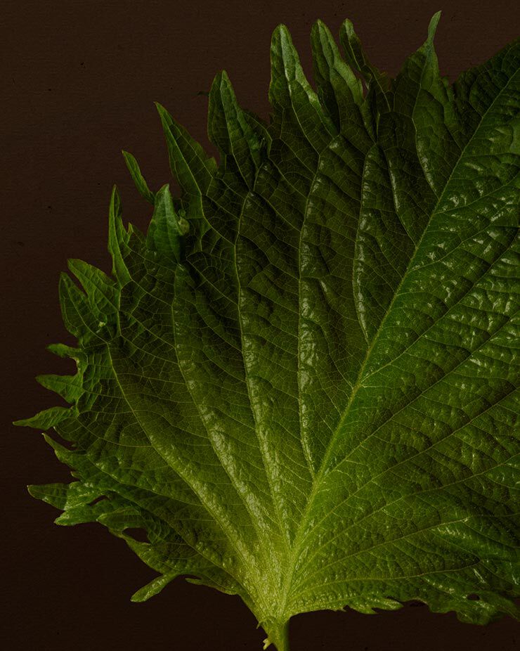 Shiso