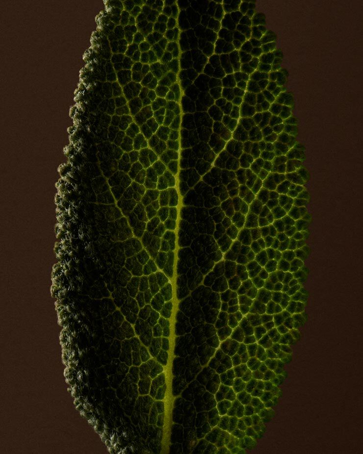 Sage