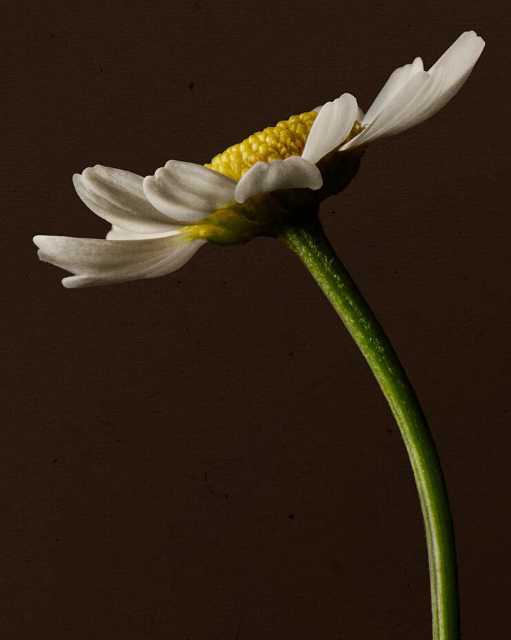 Roman chamomile