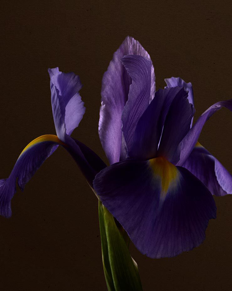 Iris