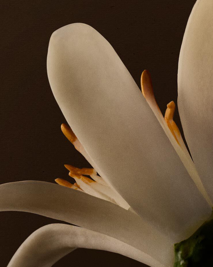 Neroli