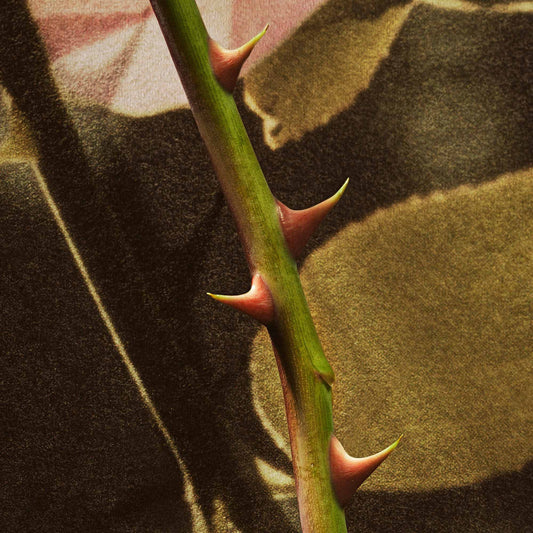 عطر أو دو بارفان روزو أرايزز