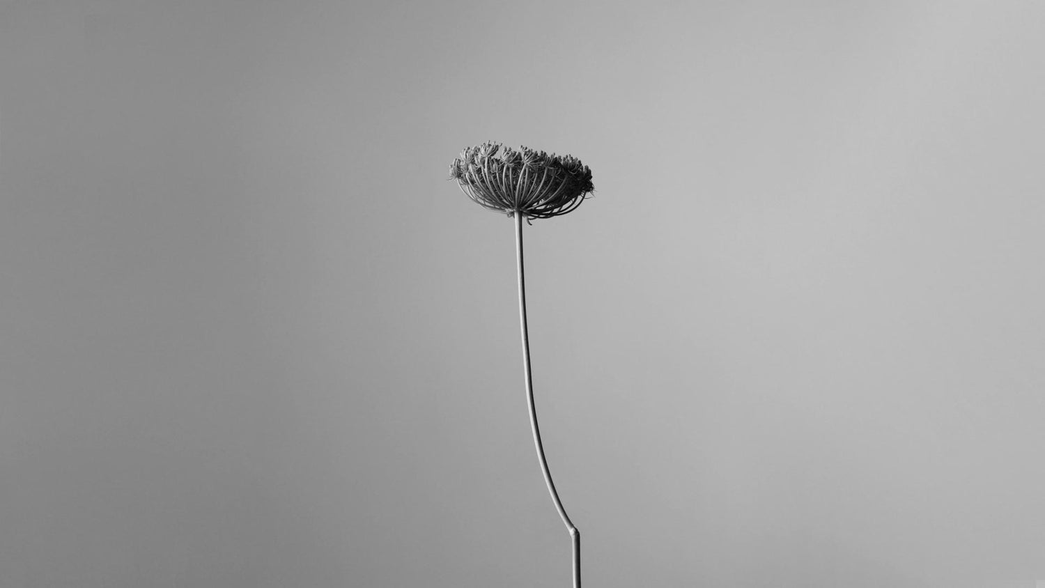 Image of a dandelion