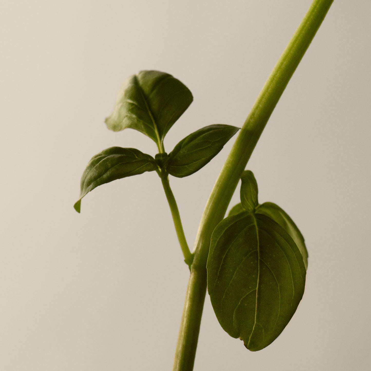 تاسيت أو دي بارفوم 