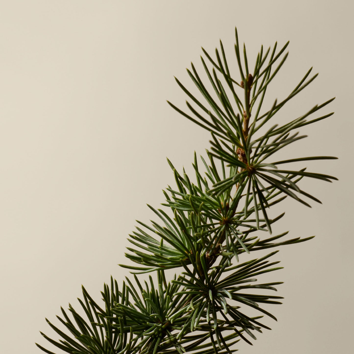 مجموعة ثنائية لتنقية اليدين