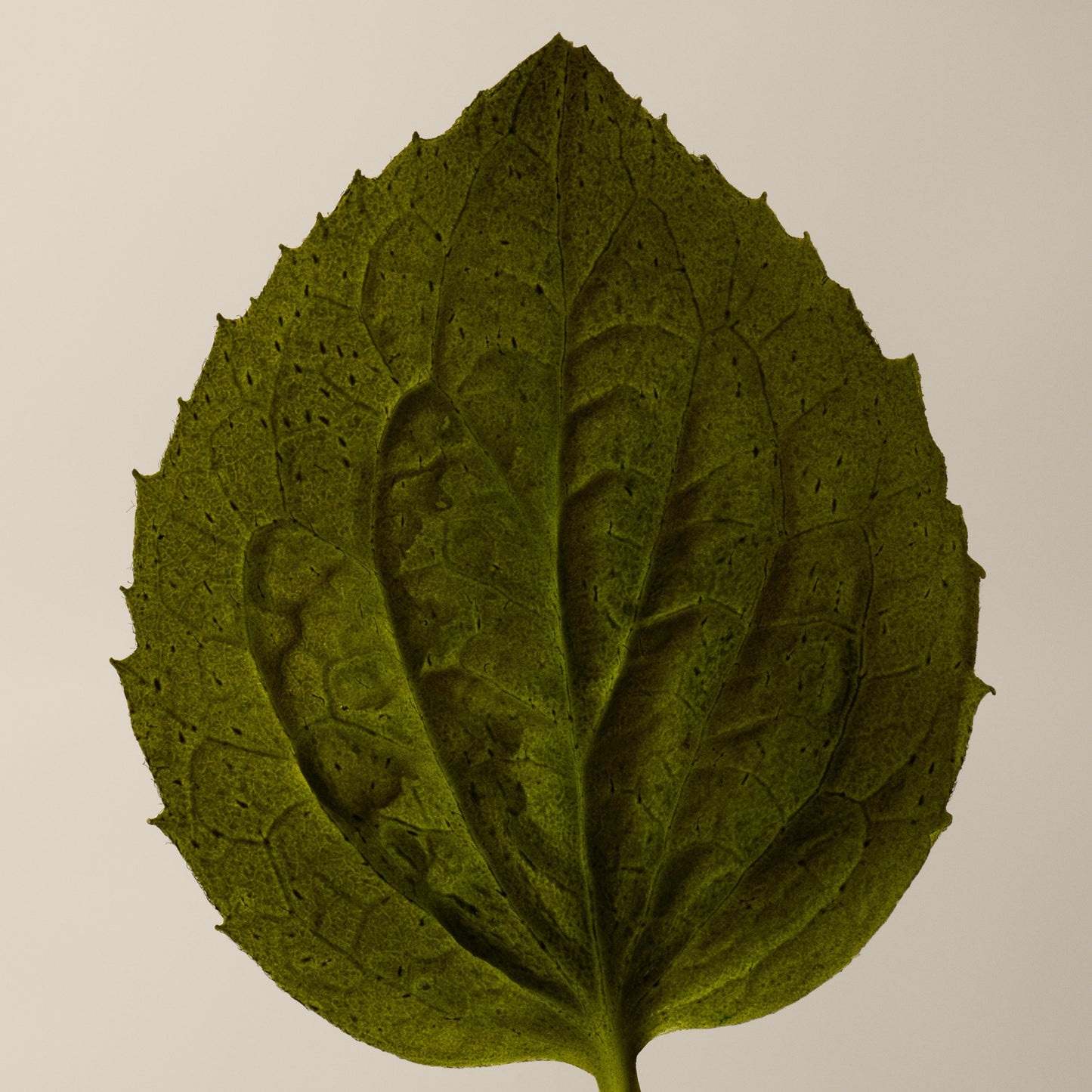 Coriander Seed Body Cleanser