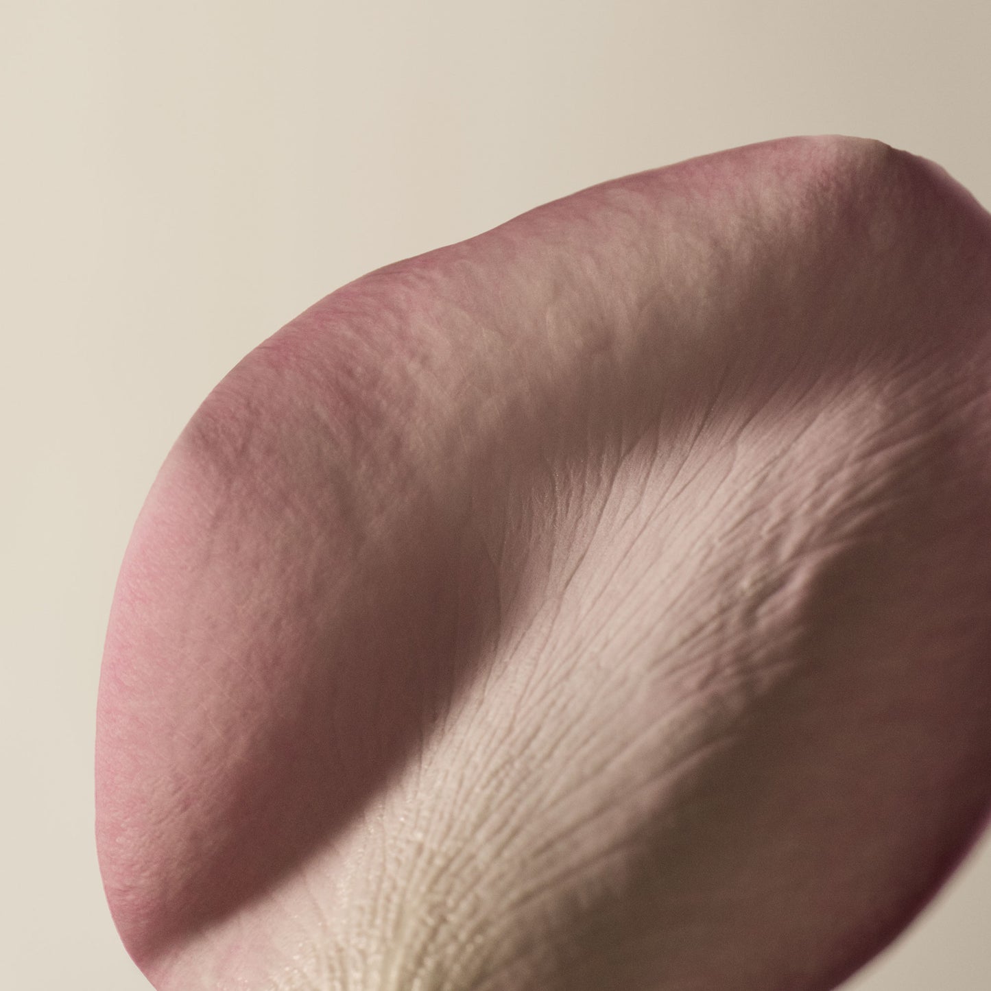 غسول للجسم إيه روز باي أني أذر نايم 